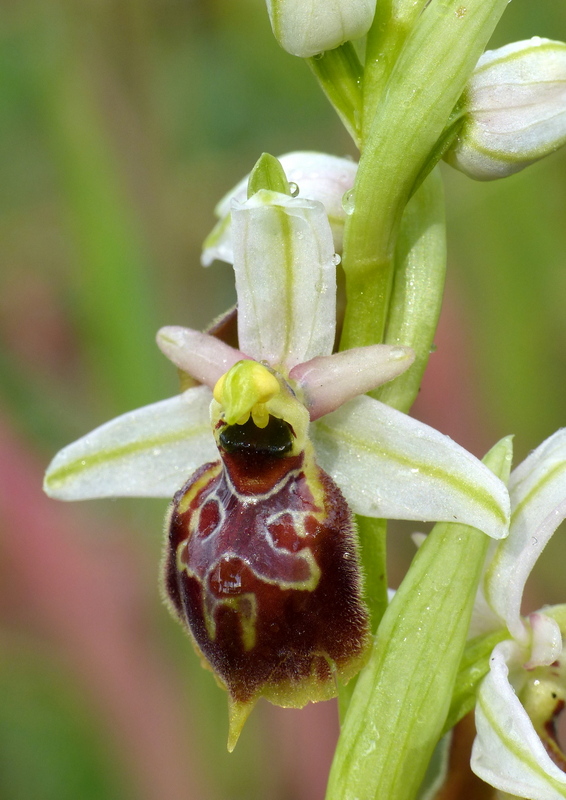 Ophrys sul litorale romano  marzo 2020